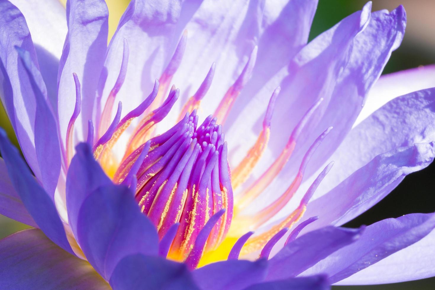 blå lotusblommor foto