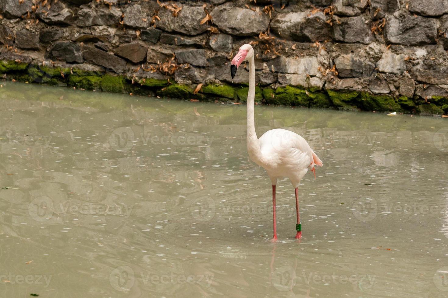 flamingo på de sjö dricka vatten foto