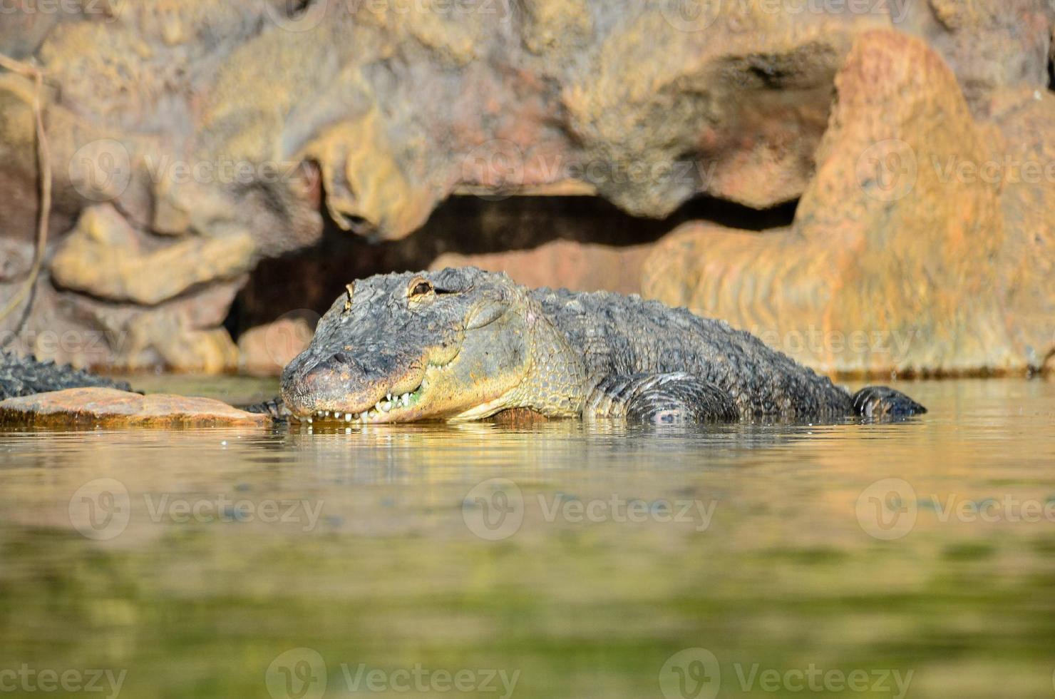 gator i de vatten foto