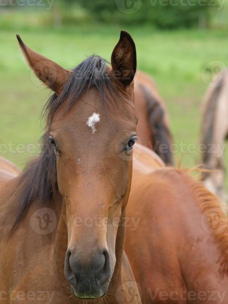 föl och hästar i Tyskland foto