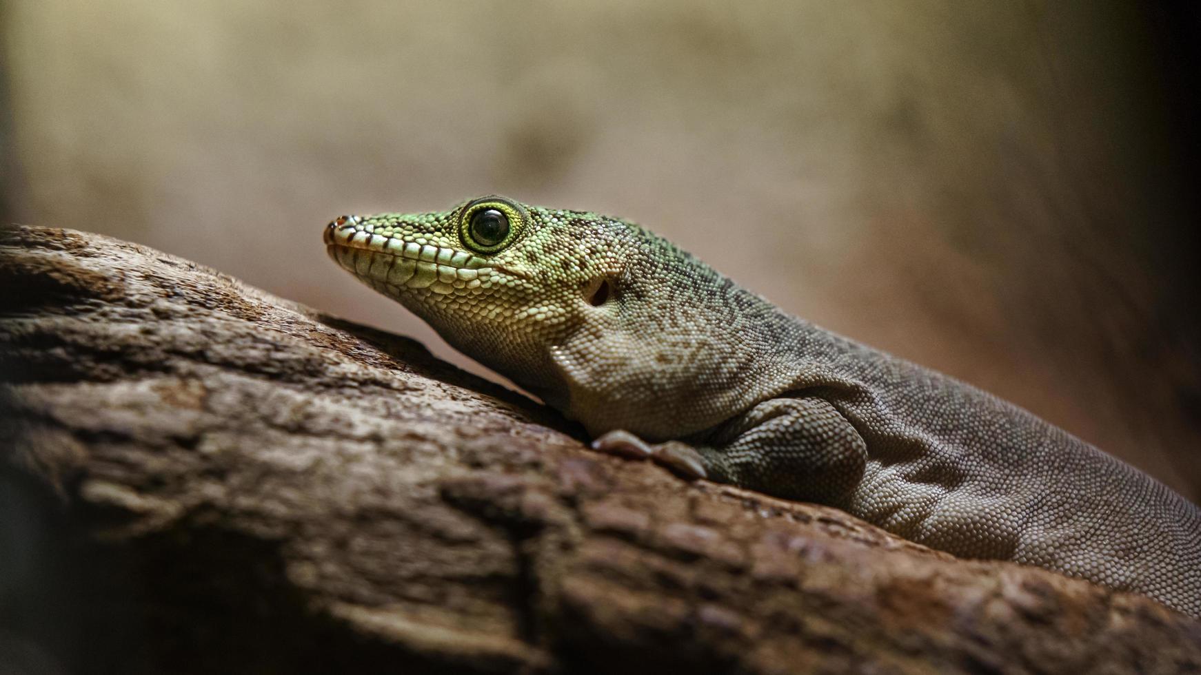 stående dag gecko foto