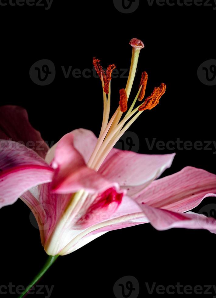 lilja blomma fotografera på svart bakgrund foto