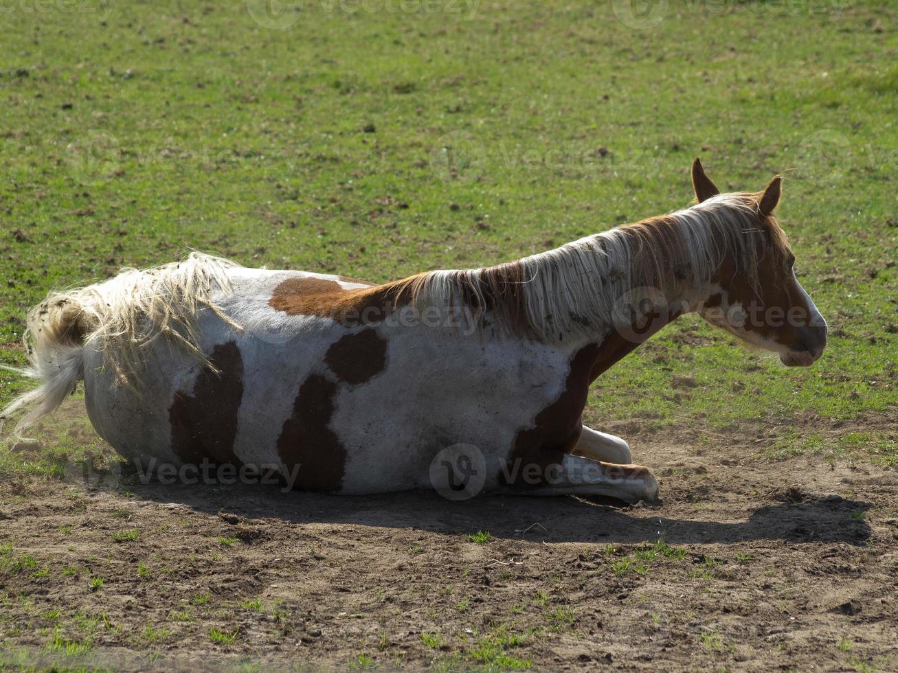 hästar på en fält i Tyskland foto