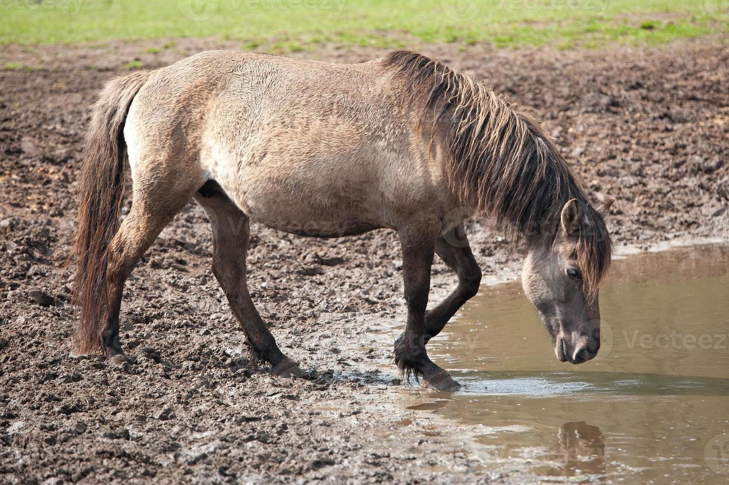 föl och hästar i Tyskland foto