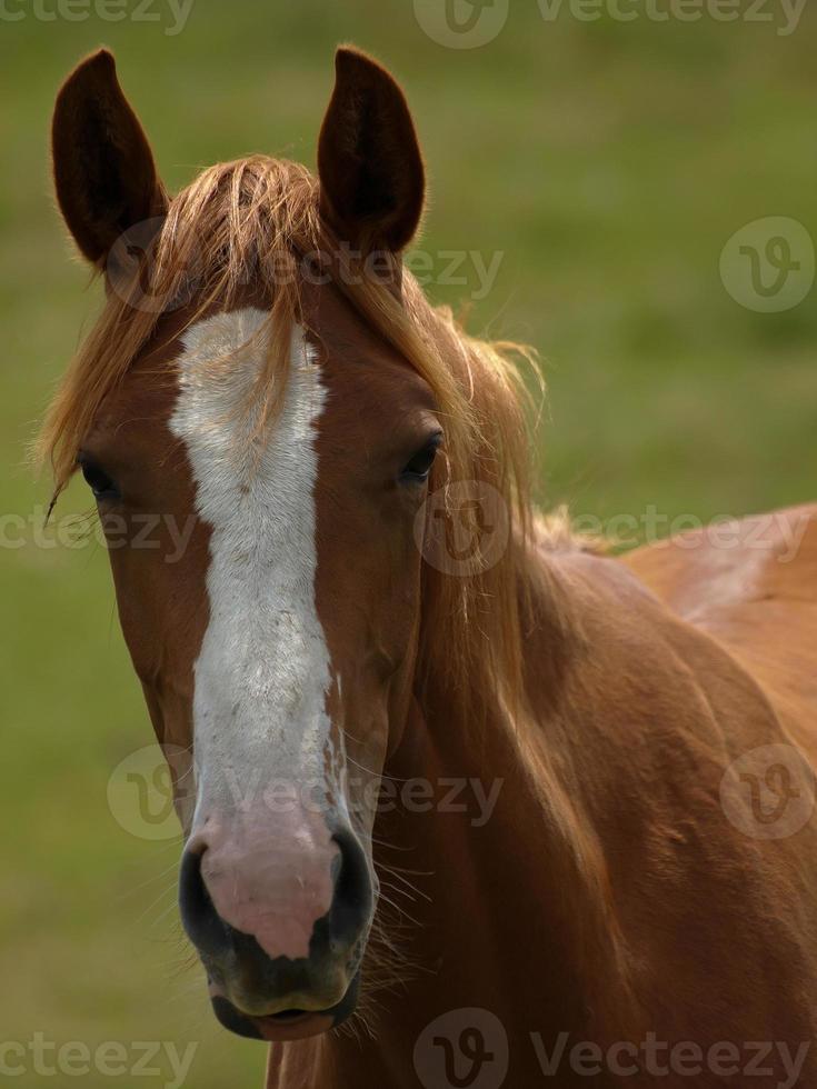 hästar med föl foto