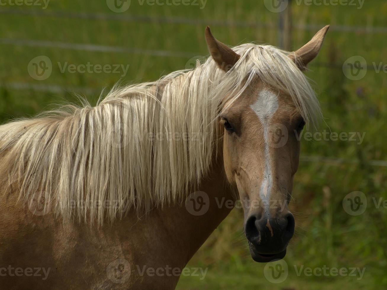 hästar med föl foto