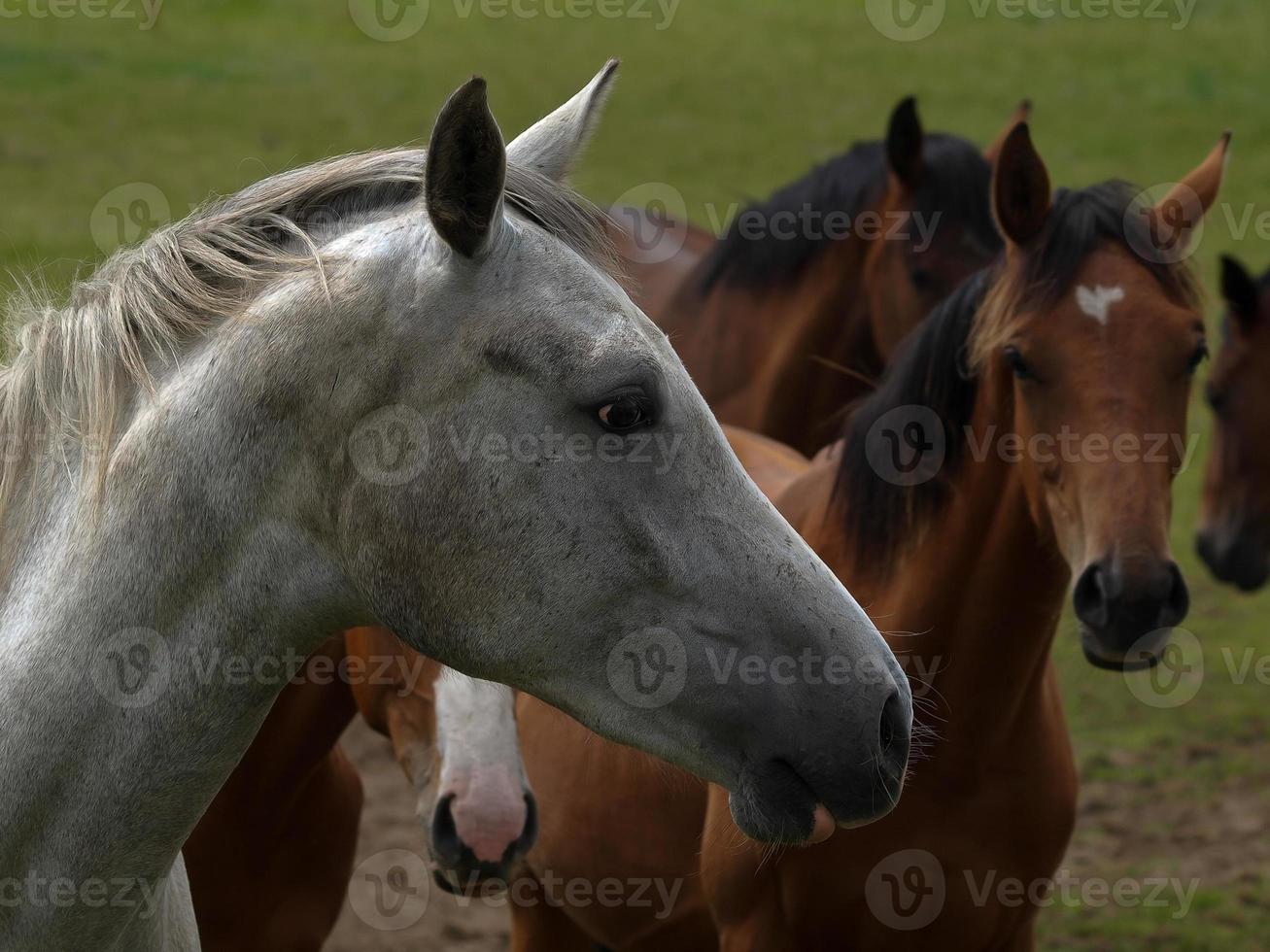 hästar med föl foto