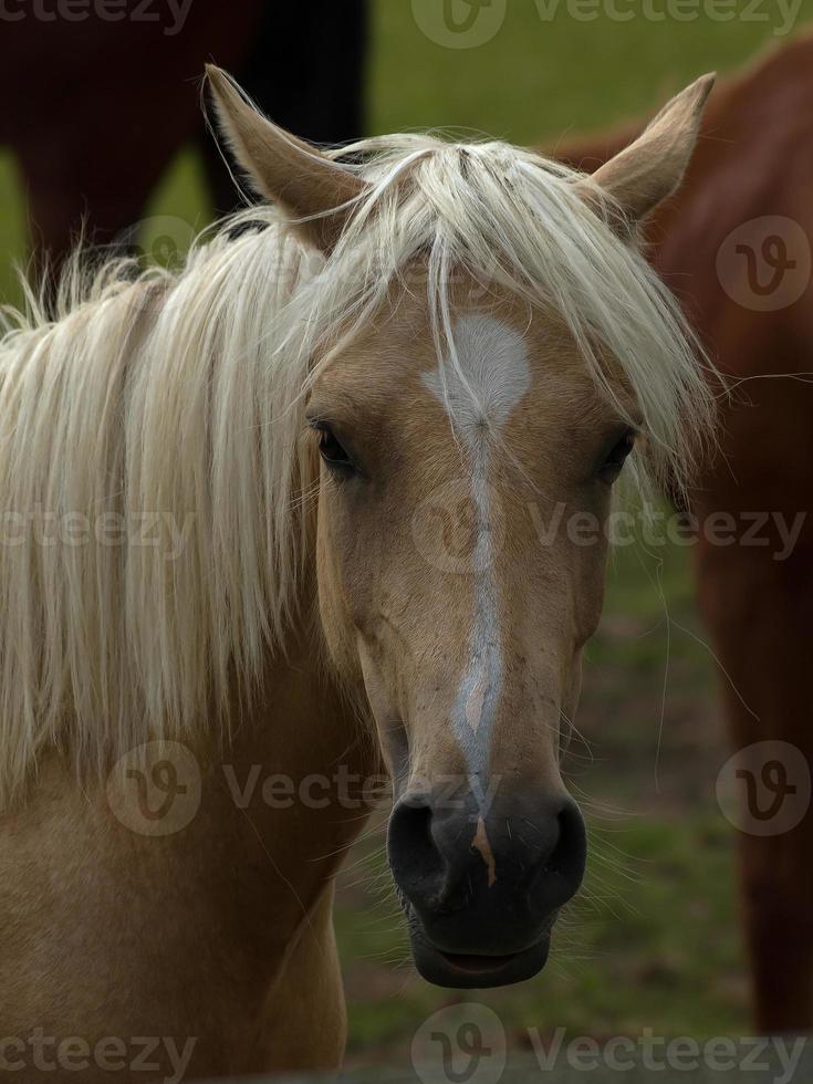 hästar med föl foto