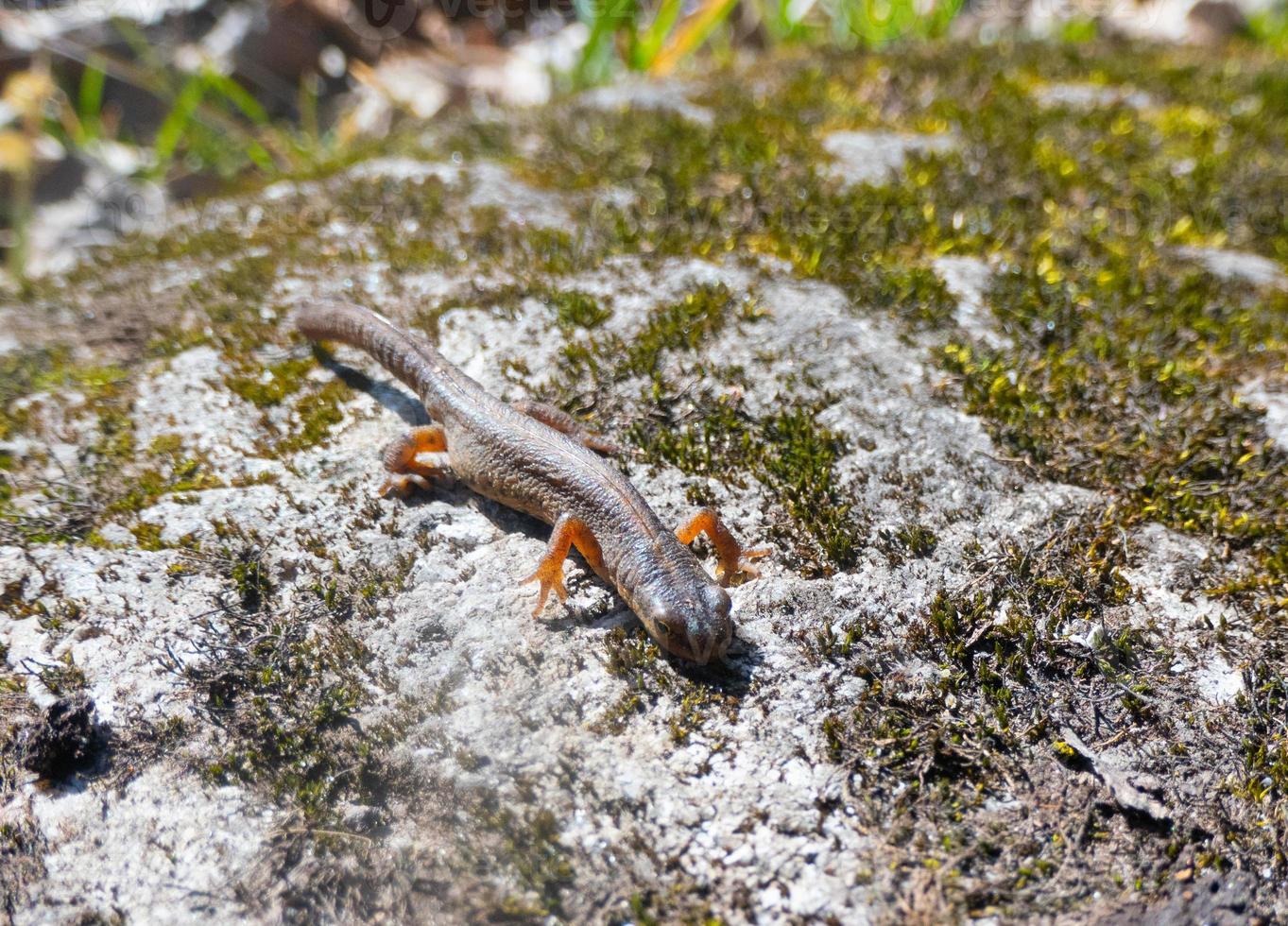 en skön brun ödla basks i de Sol. lögner på en grå sten foto