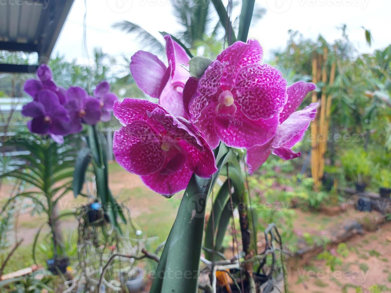 selektiv fokus av skön vanda ren vax rosa orkide i trädgård på suddig bakgrund. annan namn är bitz's hjärta x dr. anek, vanda kasems glädje och vanda dr. anek somsri. foto