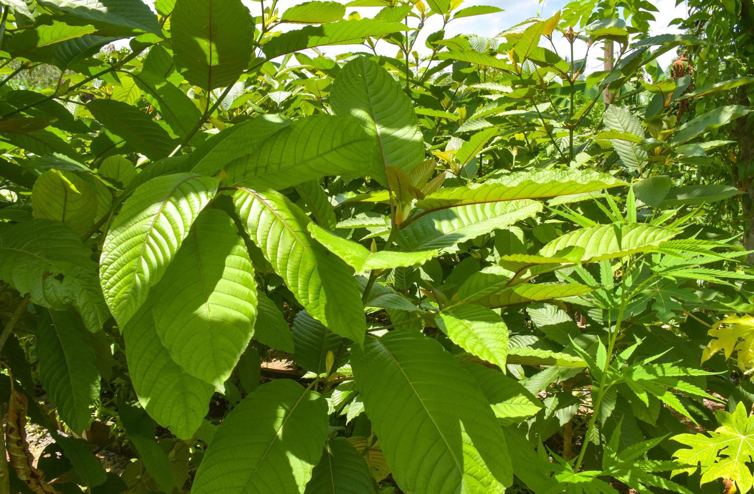 grön thai ört bruka kratom löv för hälsa foto