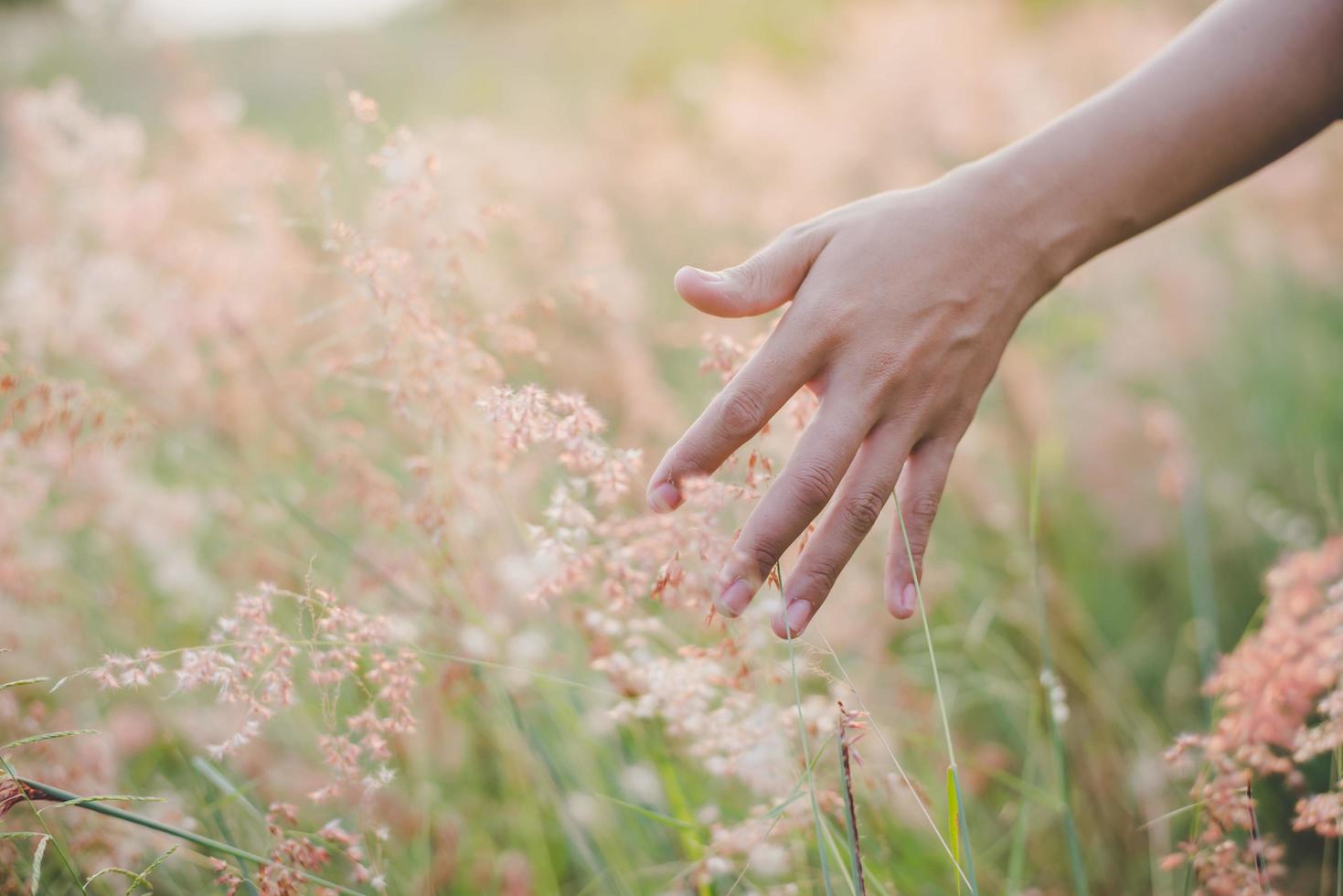 handen vidrör gräset i ett fält vid solnedgången foto