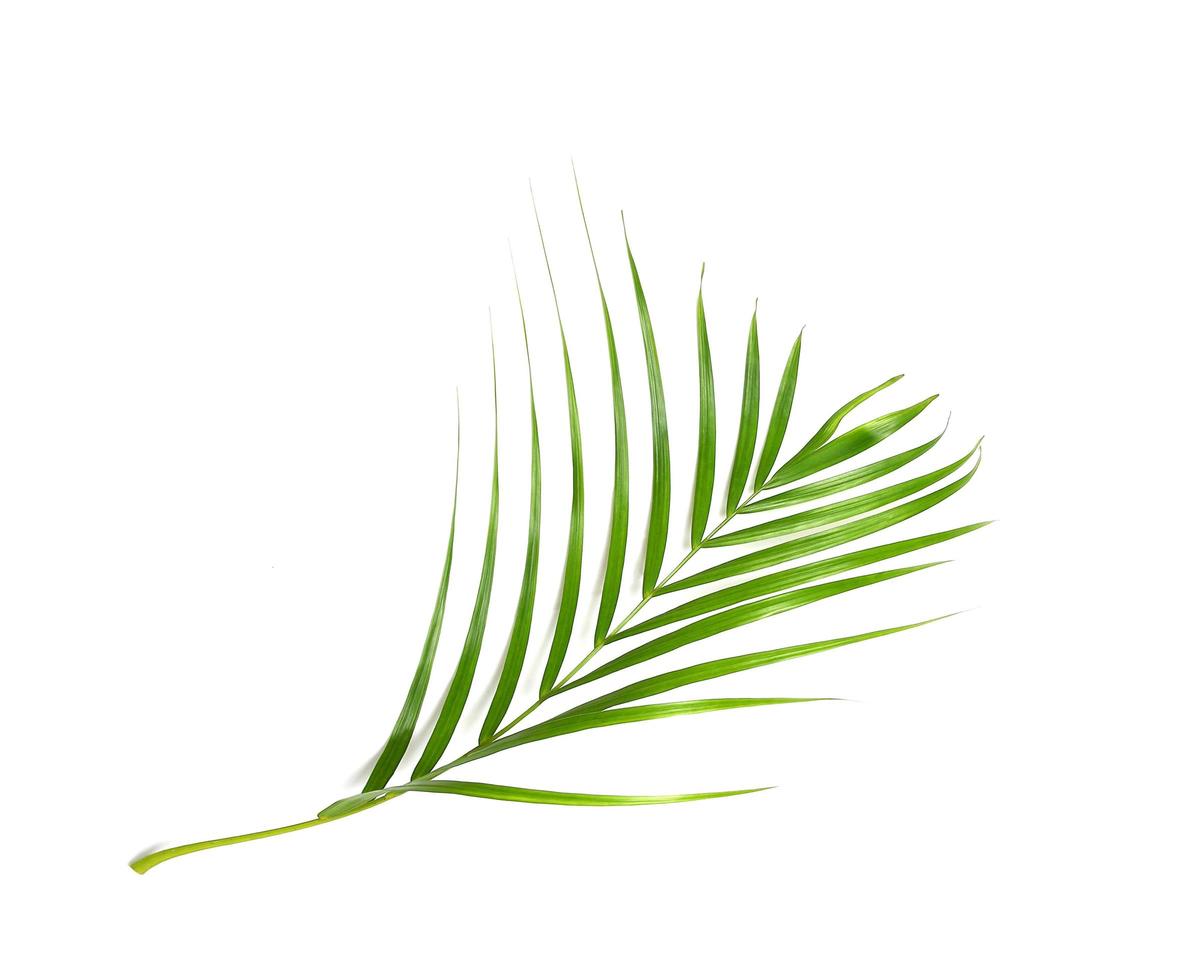 grönt palmblad på vitt foto