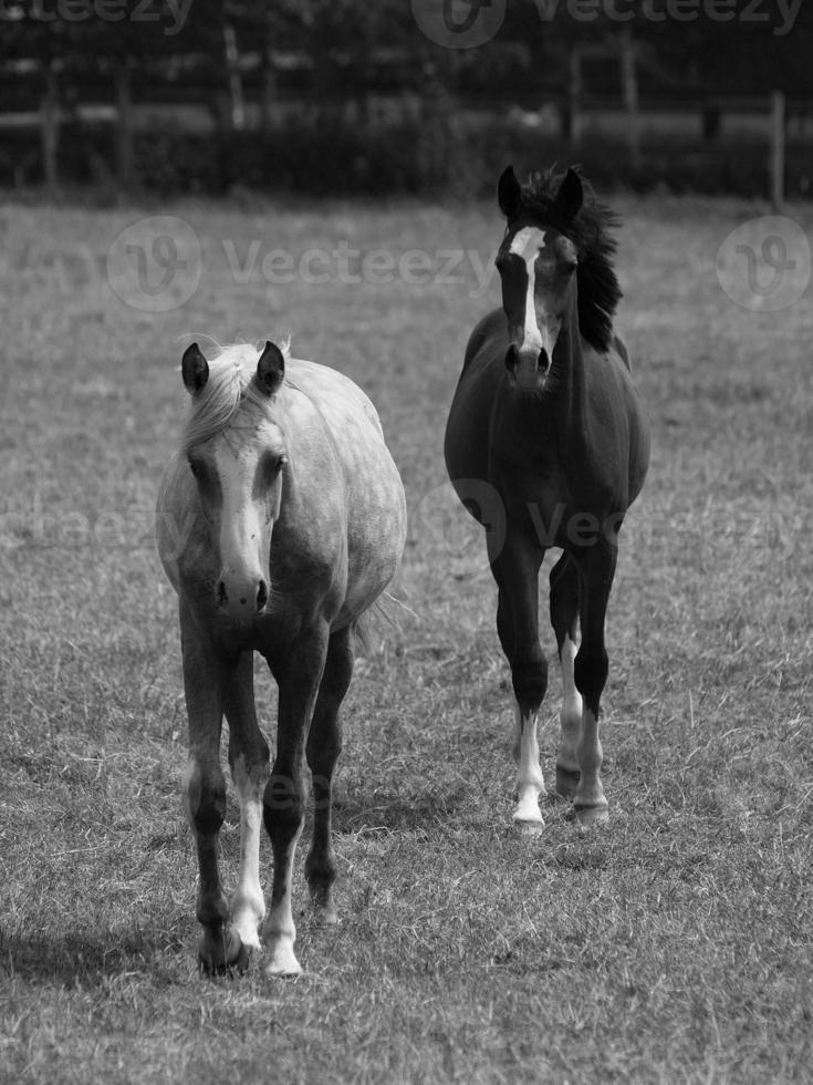 hästar i Tyskland foto