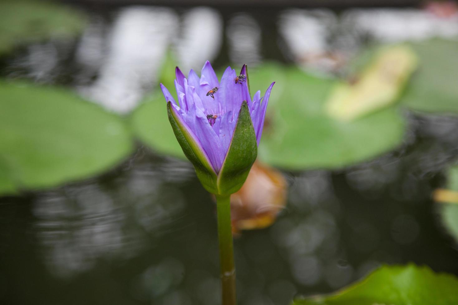 blommande blå lotus foto