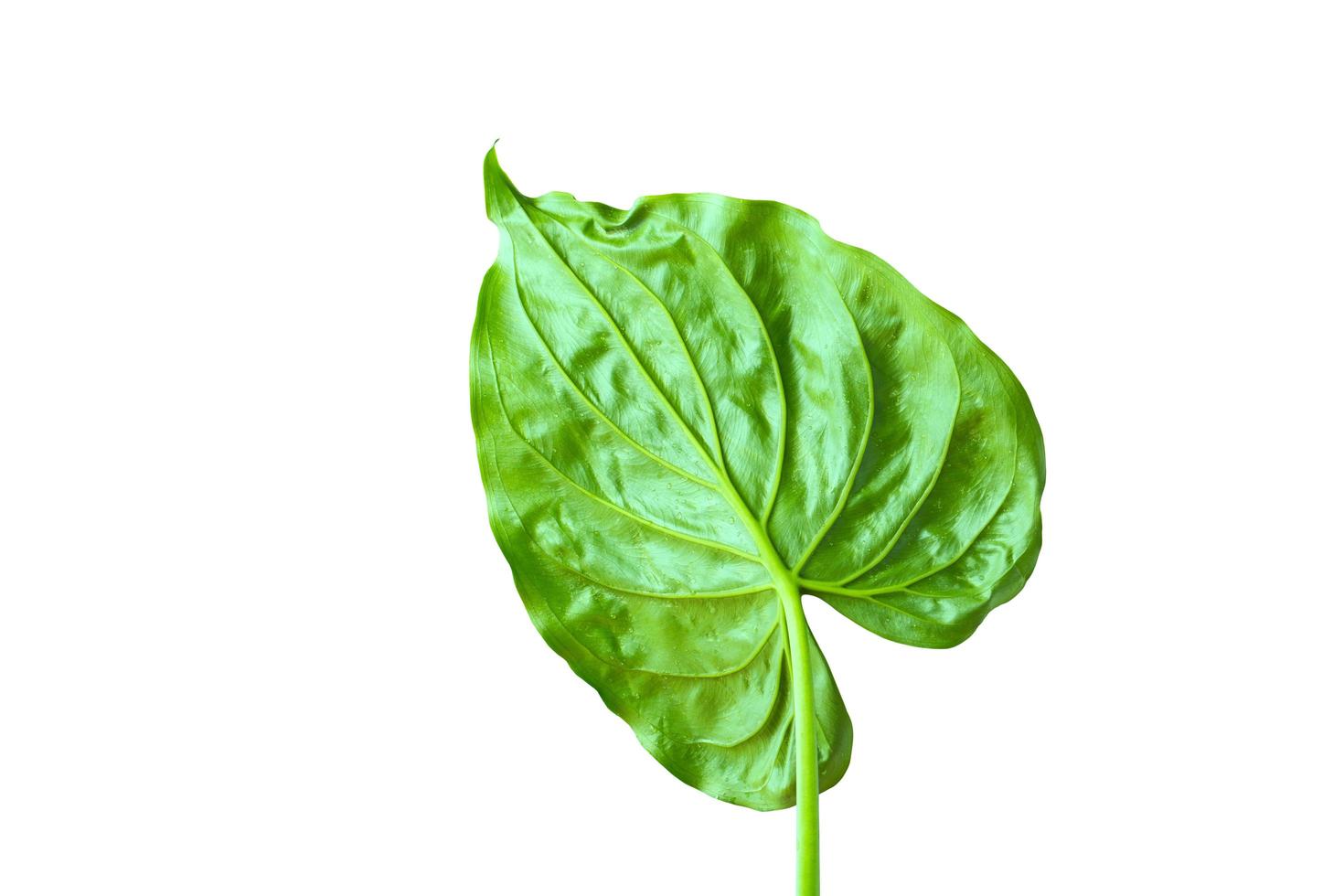 grönt blad isolerat foto