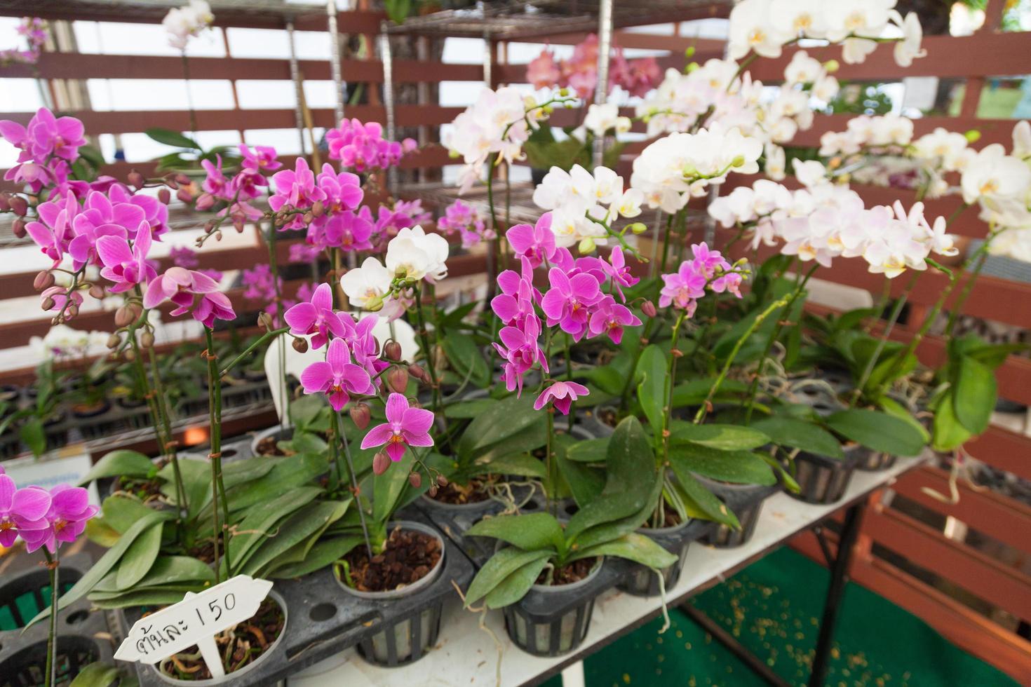 orkidéblommor i krukor foto