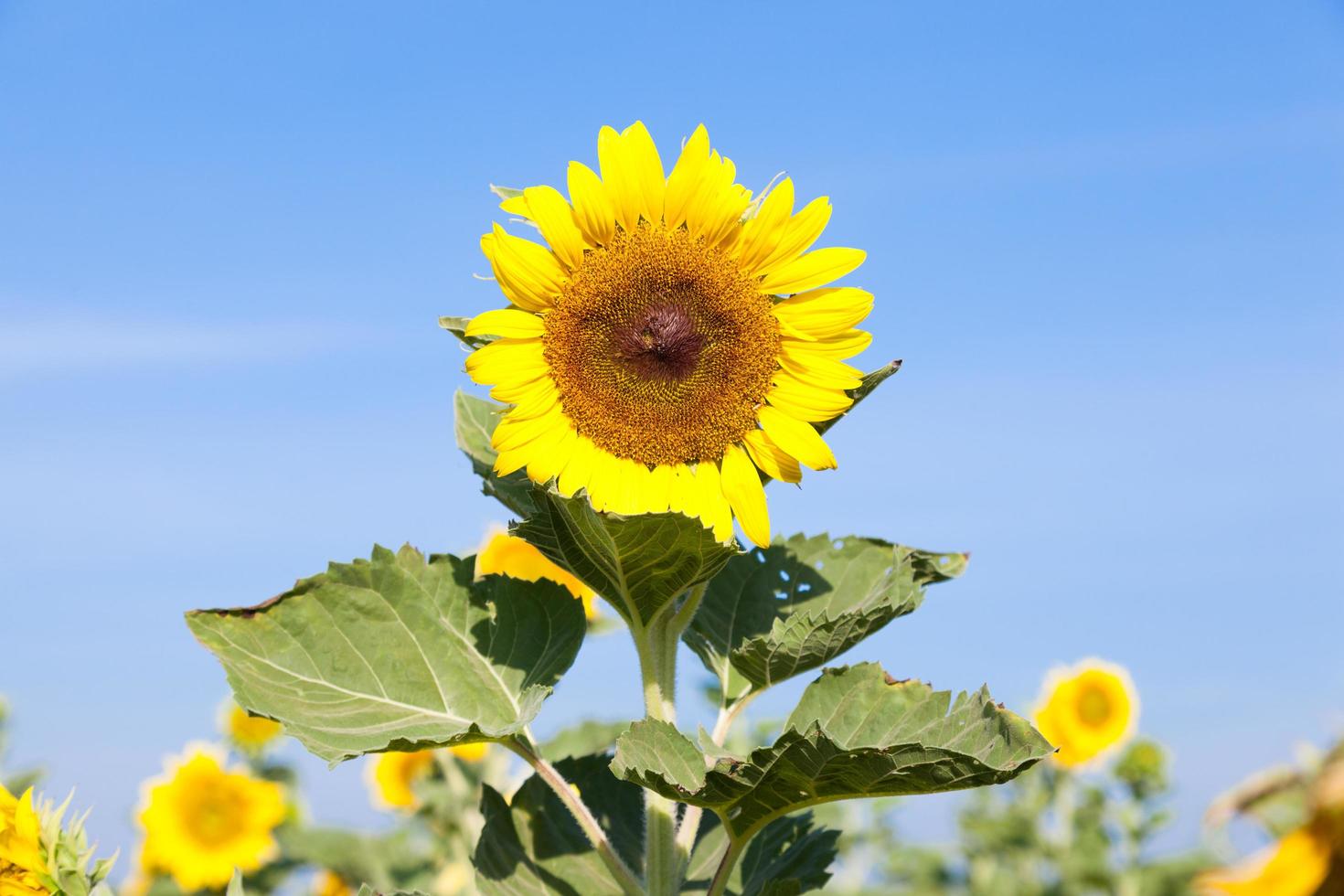 solros på fältet foto