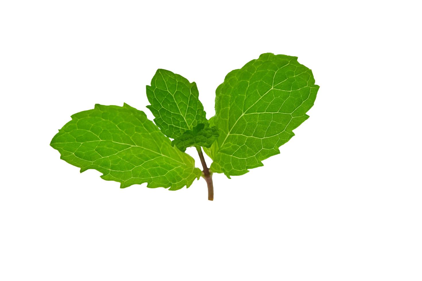 gröna blad isolerade foto