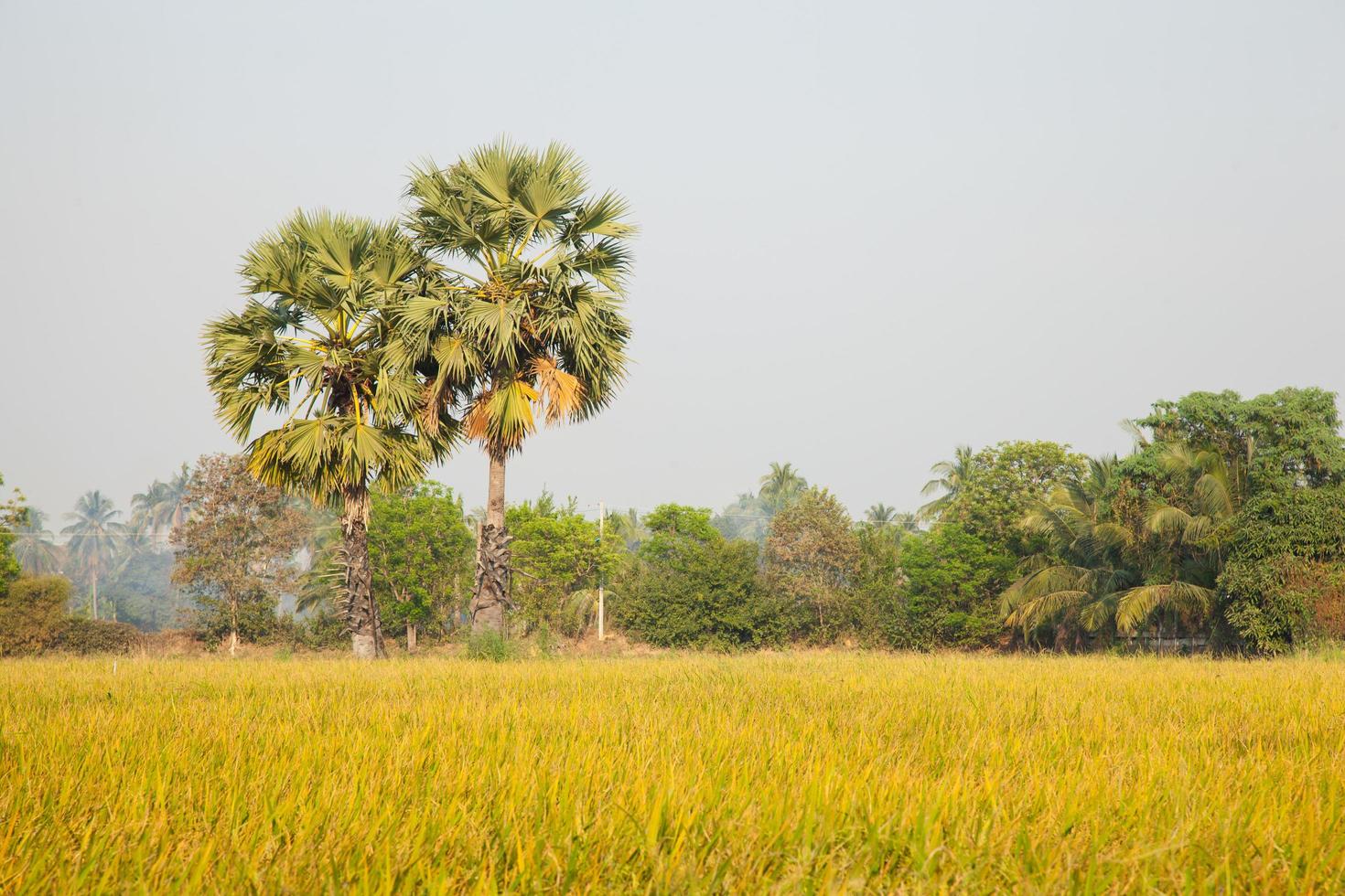 palmer i risfältet foto