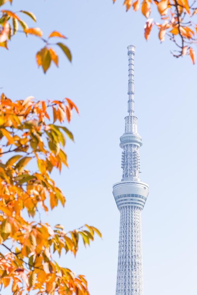 tokyo himmel träd foto