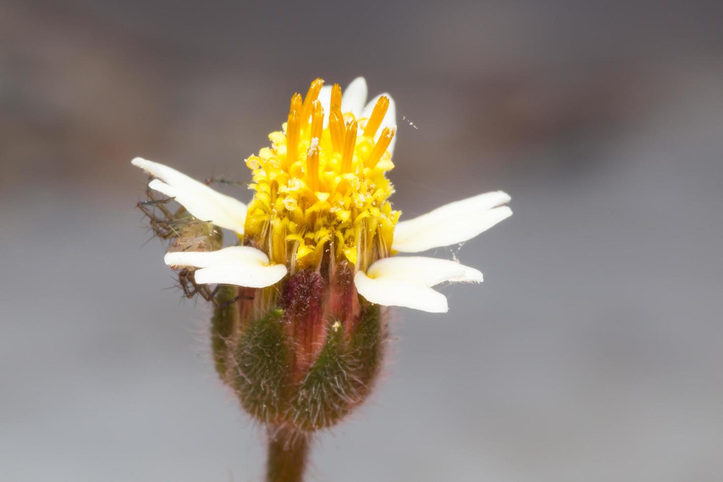 vit blomma närbild foto