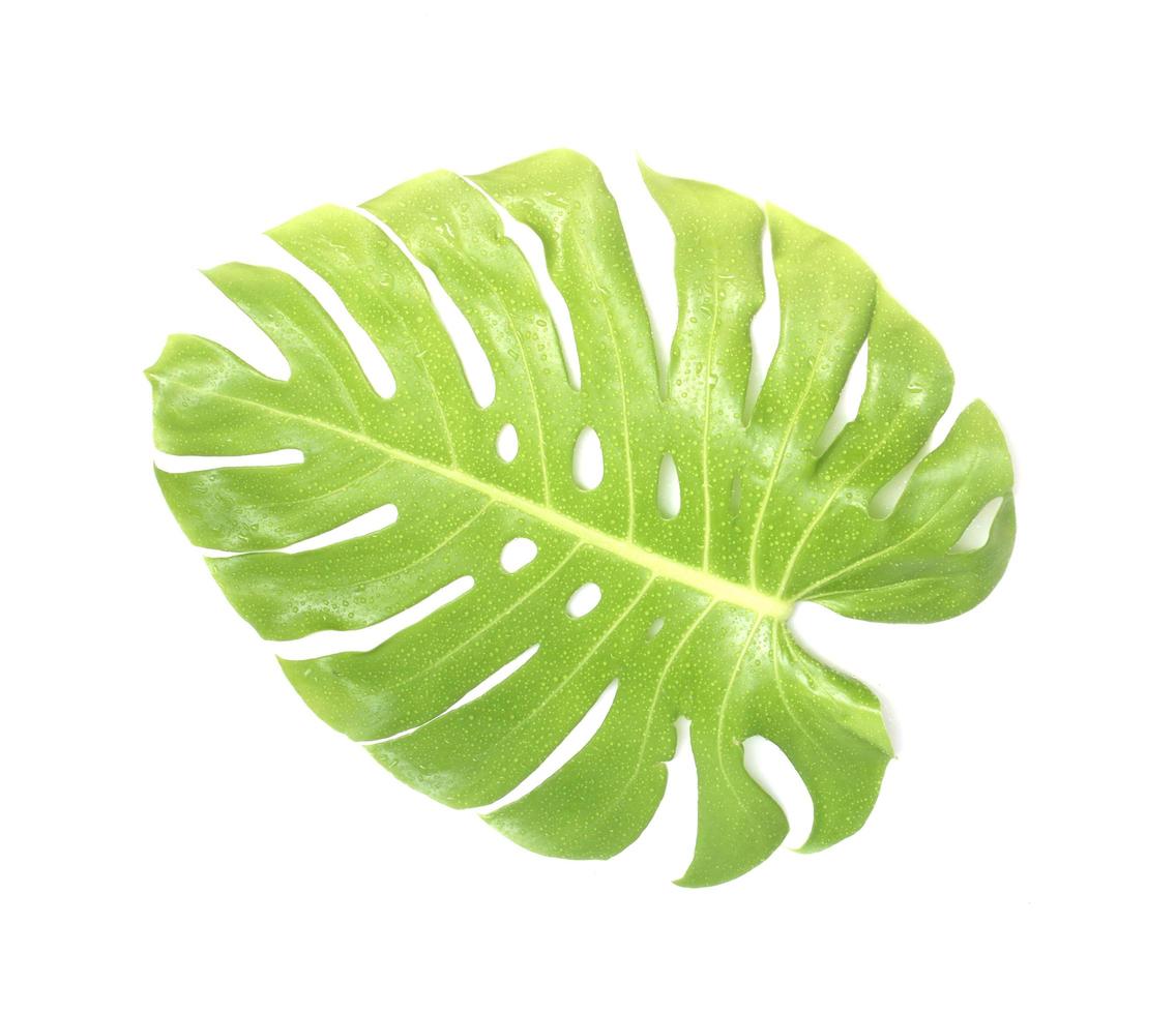 ljus monstera blad foto