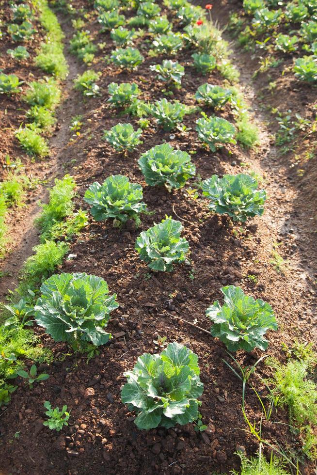 grönsaker på grönsaksfältet foto