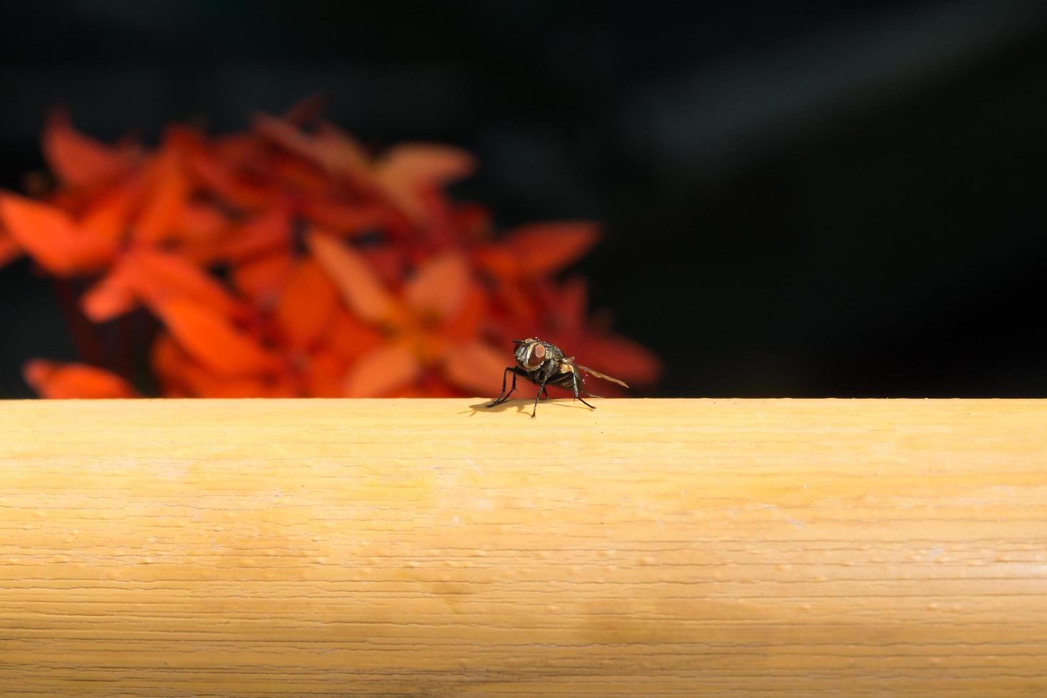 flyga på ett rör foto