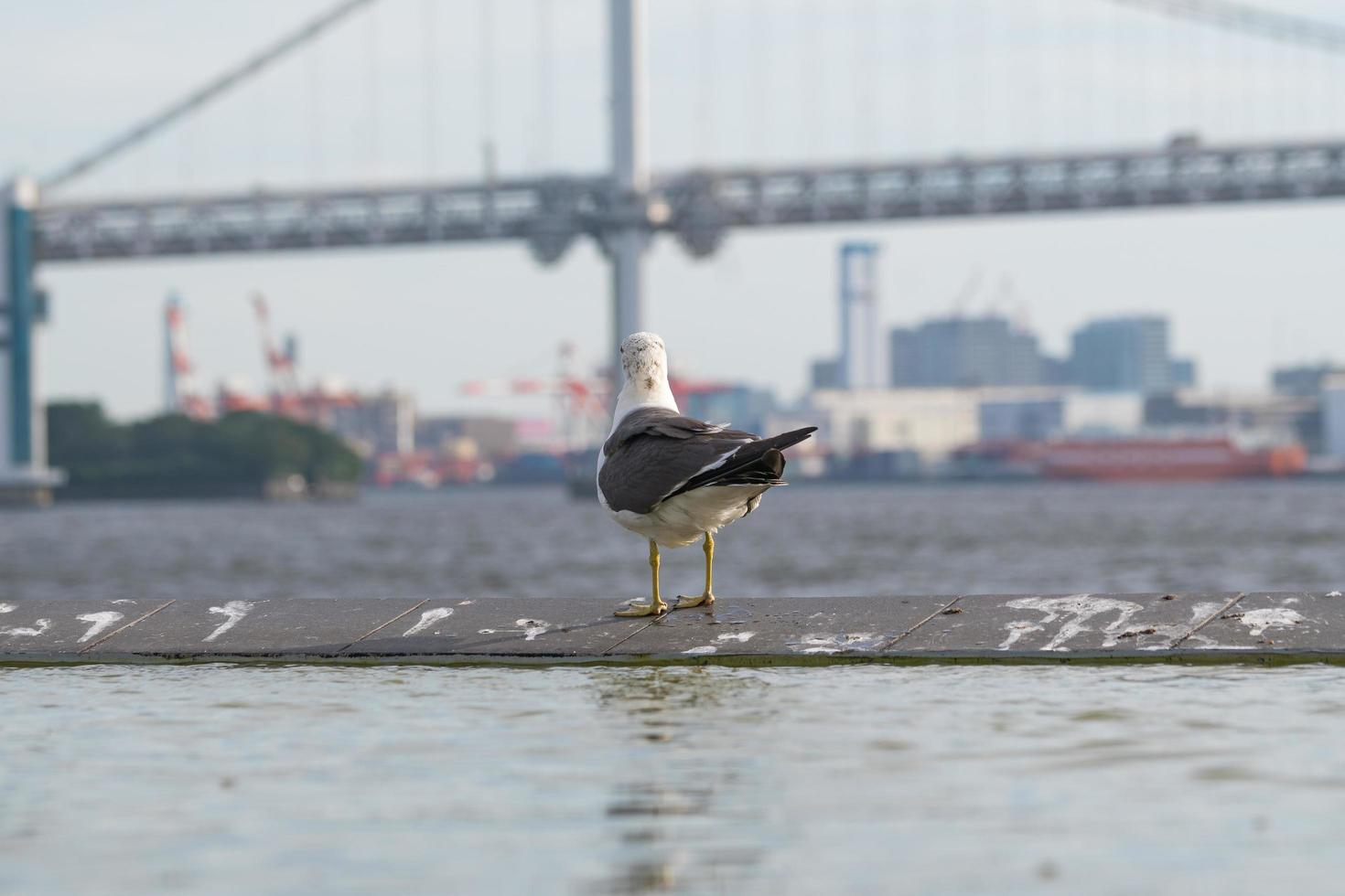 fågel vid regnbågsbroen i tokyo foto