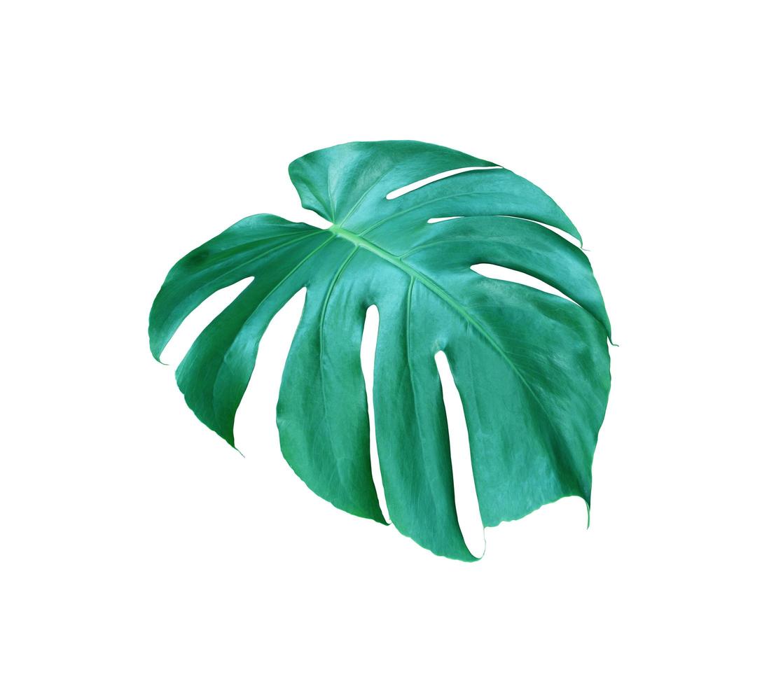 grönt monstera blad isolerat foto