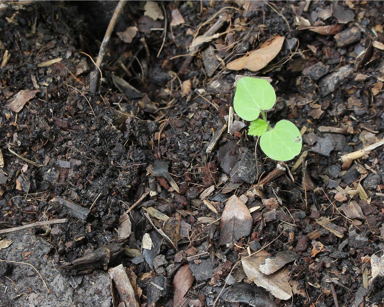 ung grön planta foto