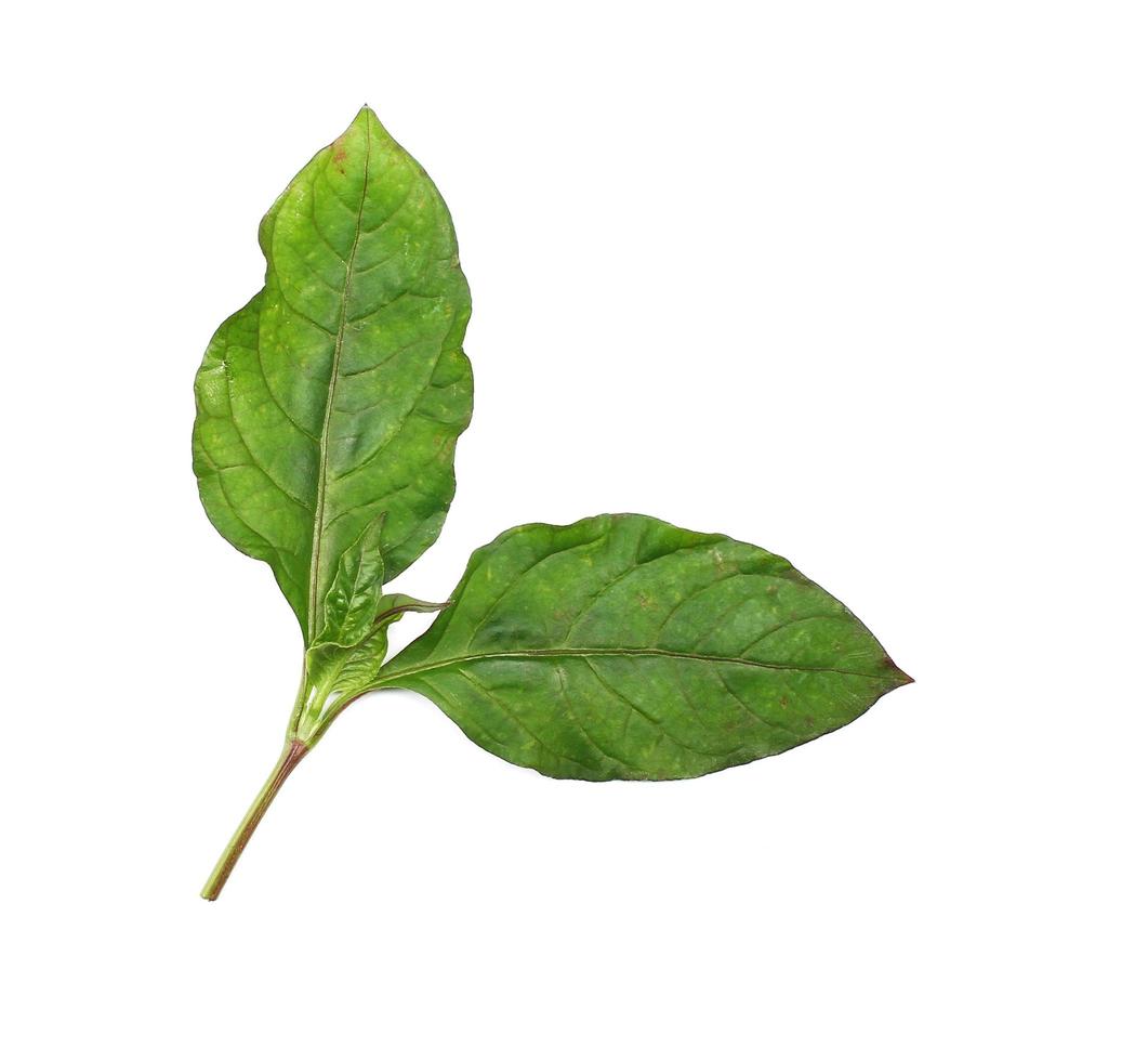 gröna bladgren foto