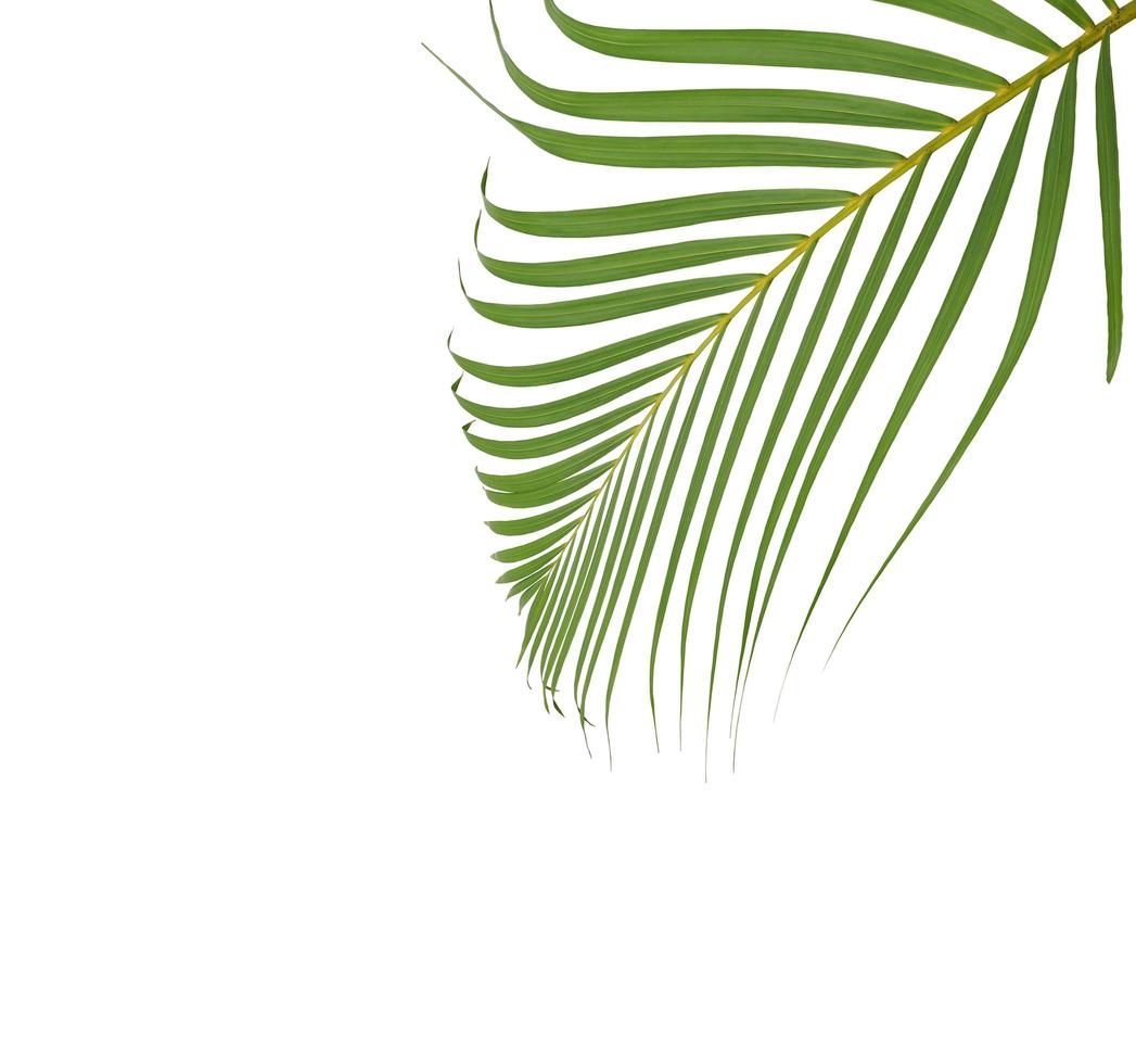 grönt palmblad med kopieringsutrymme på en vit bakgrund foto