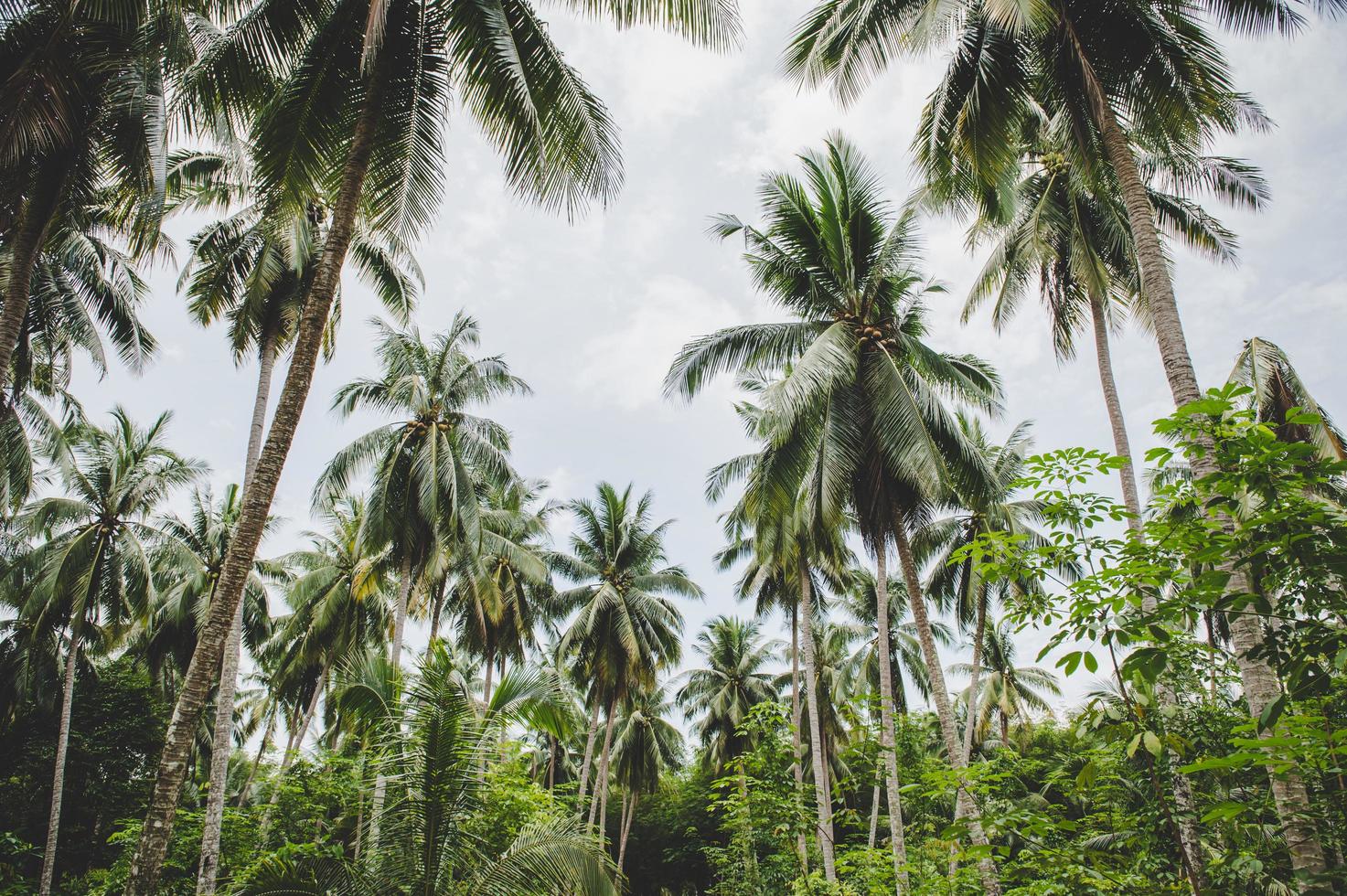 kokosnötträdgårdar i Thailand foto