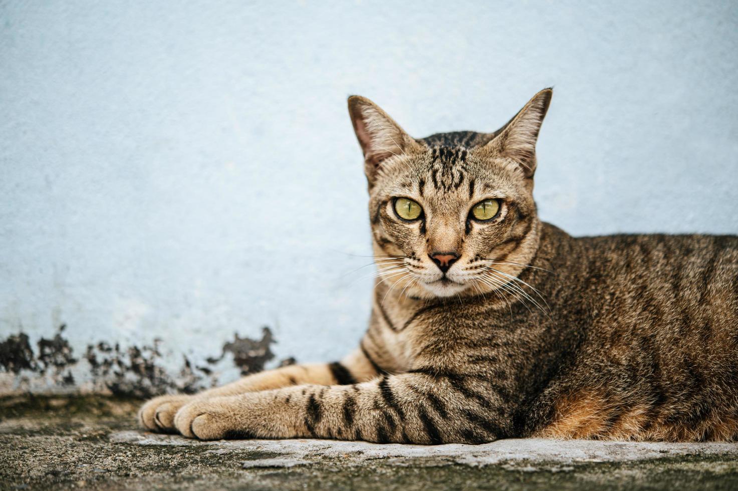 fokusera noga på tabby ögon foto