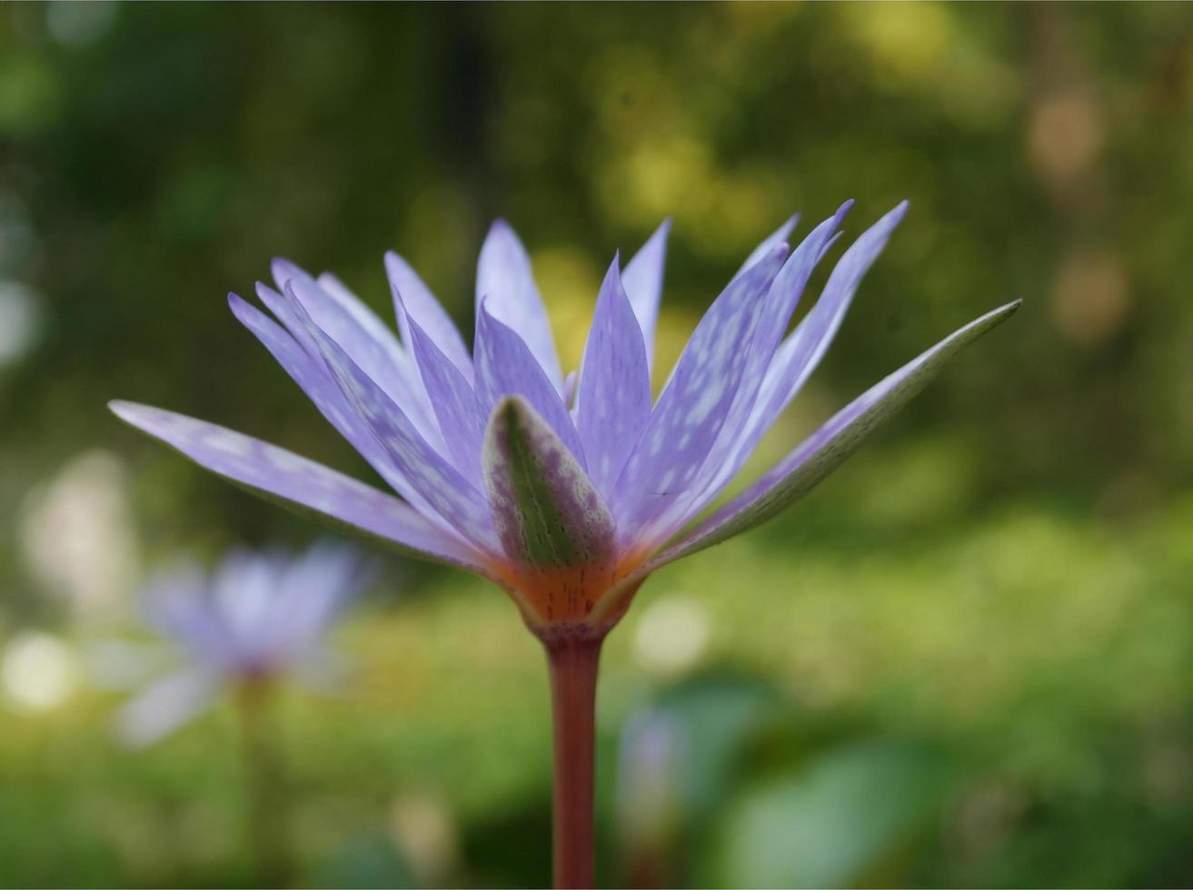 blå blomma lotus foto