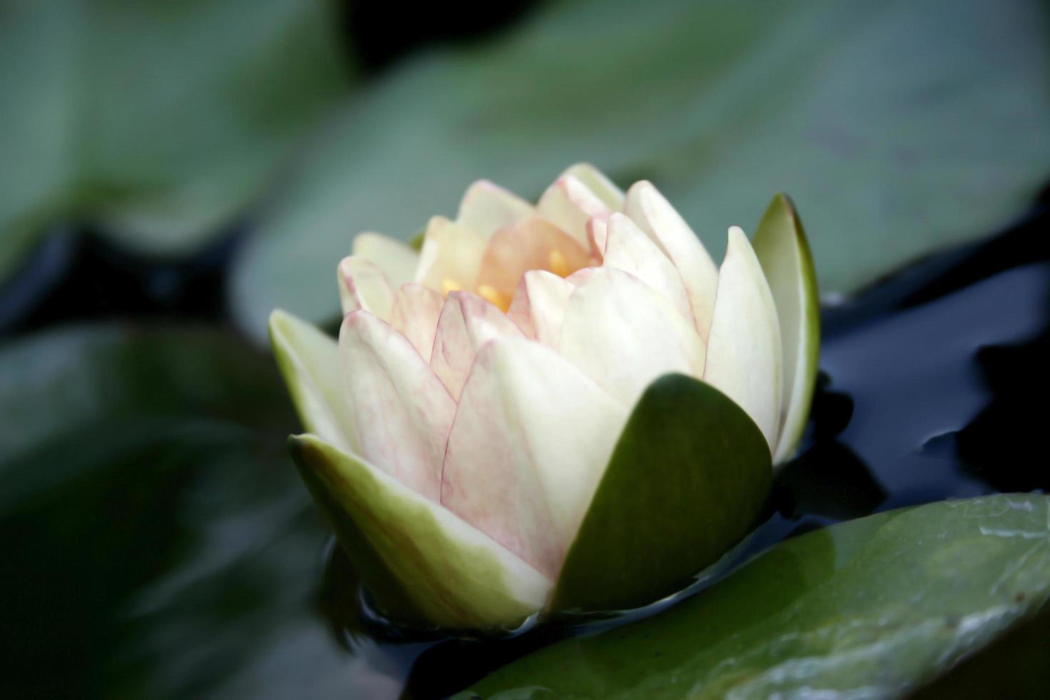 delikat vit lotus foto