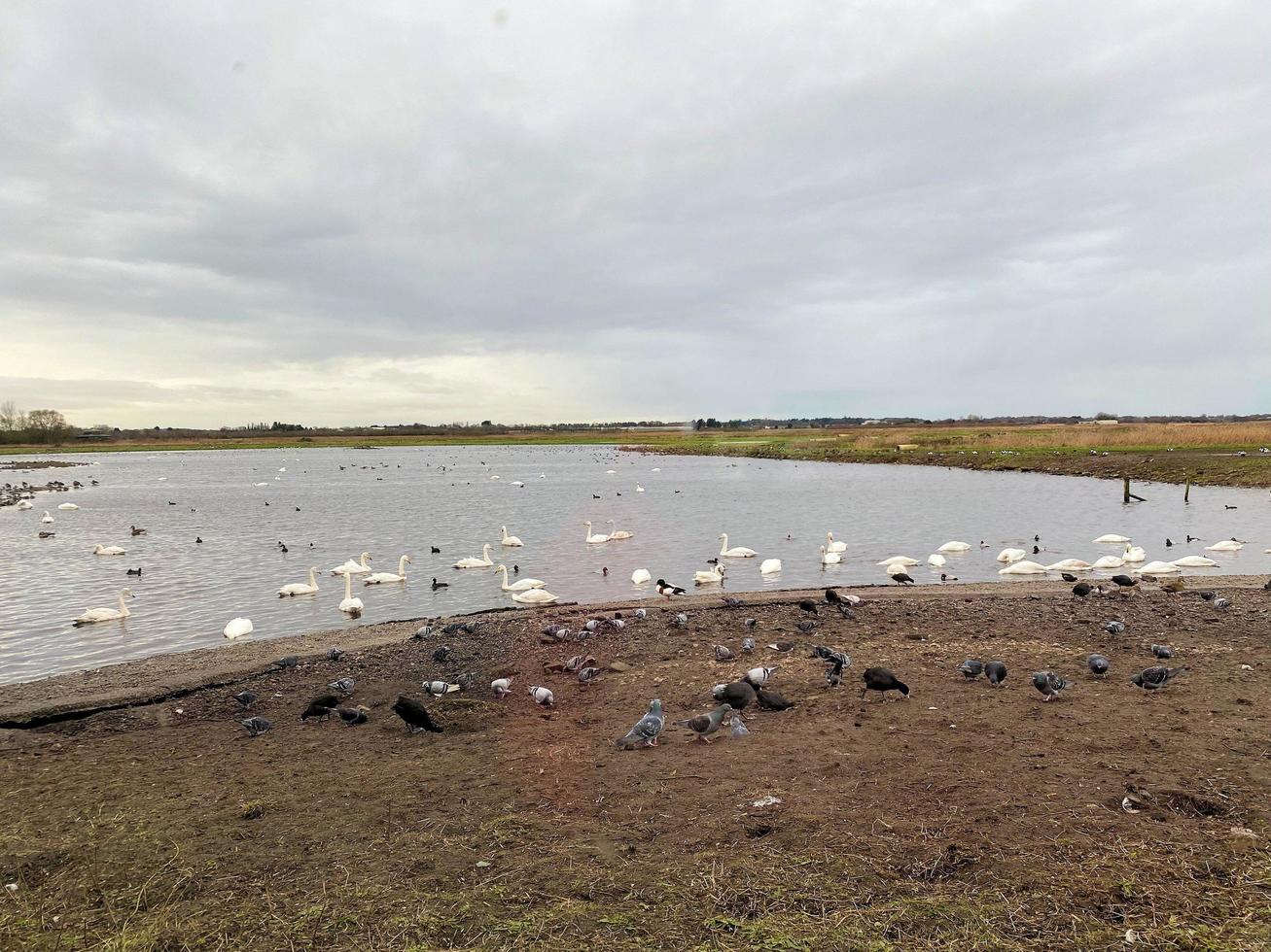 en se av några fåglar på Martin ren natur boka foto