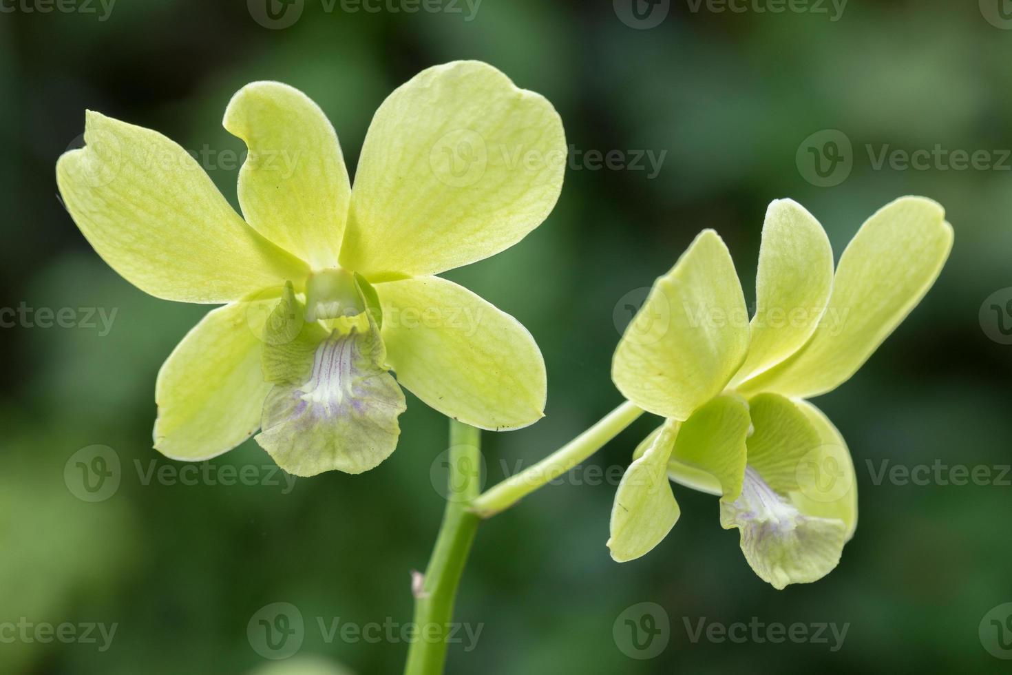 skön orkide blomma blomning på regnig säsong. dendrobium orkide foto