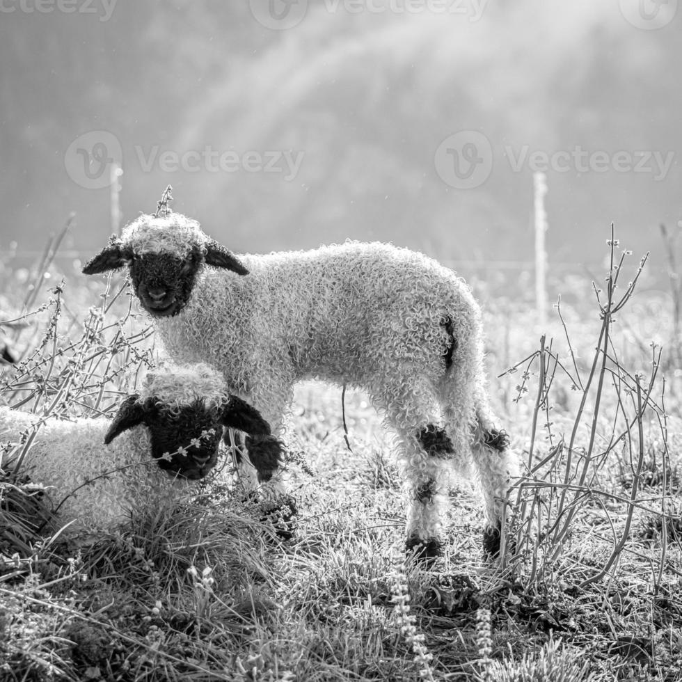 blacknosesheep Schaf wolle foto