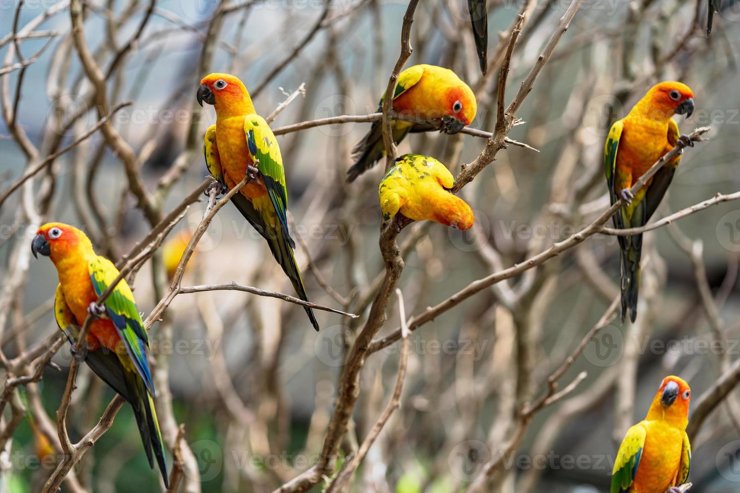 sun conure papegojor på trädgrenar foto