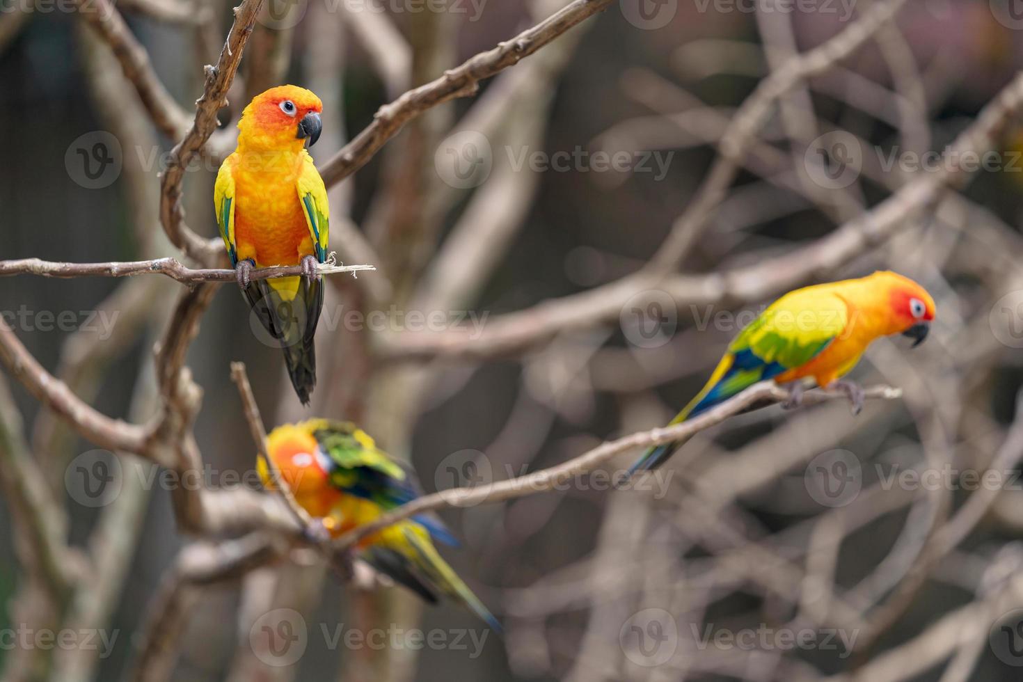 tre solceller papegojor på grenar foto