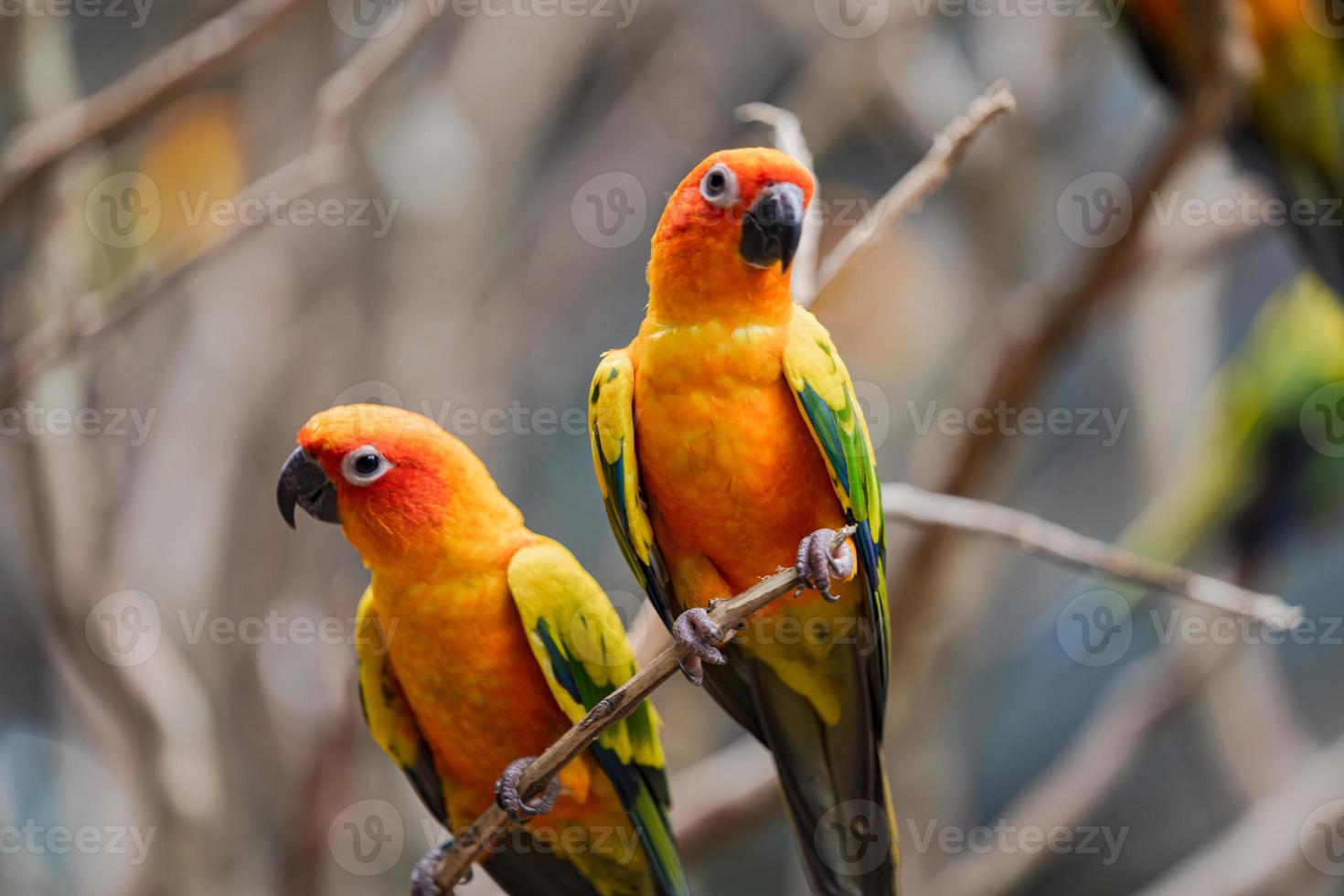 två färgglada sun conure papegojor i en trädgren foto