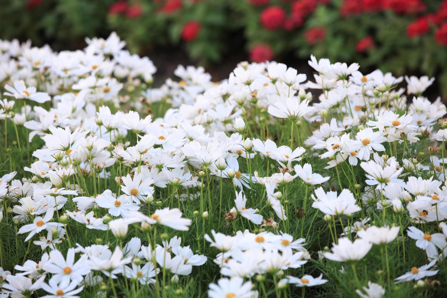 vita blommor på en blomgård foto