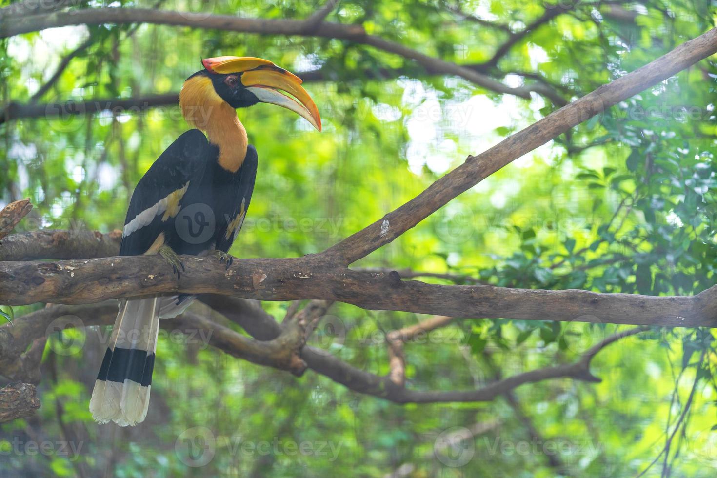 hornbill fågel på träd foto