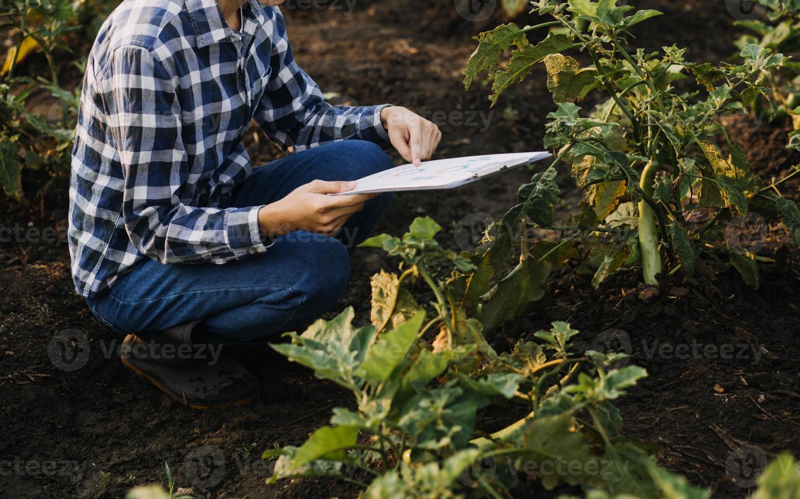 asiatisk kvinna och man jordbrukare arbetssätt tillsammans i organisk hydroponiska sallad vegetabiliska odla. använder sig av läsplatta inspektera kvalitet av sallad i växthus trädgård. smart jordbruk foto