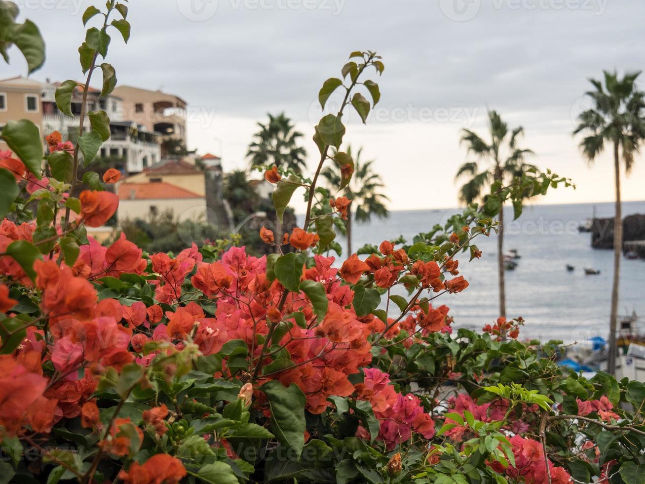 funchal och de ö av madeira foto