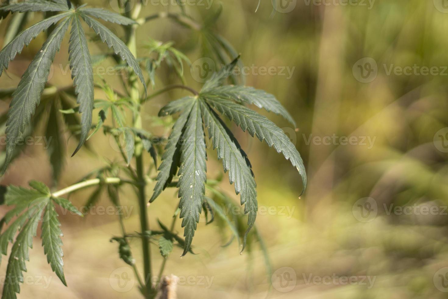 marijuana växer i fält. cannabis växt. läkemedel är skadlig till hälsa. foto