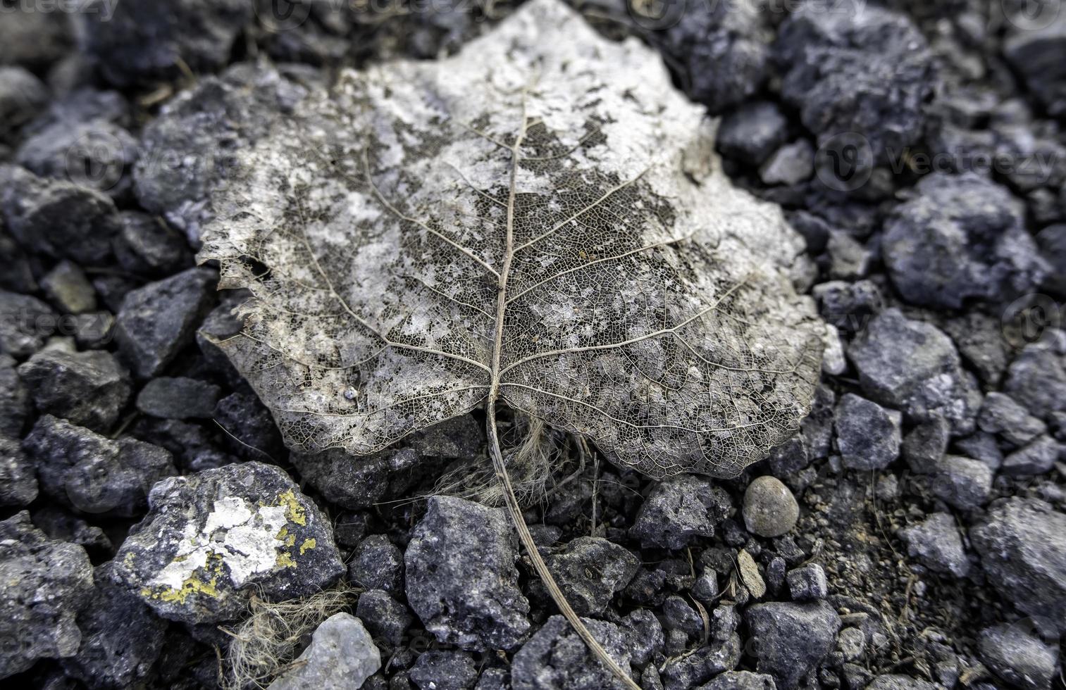 torr blad på de asfalt foto